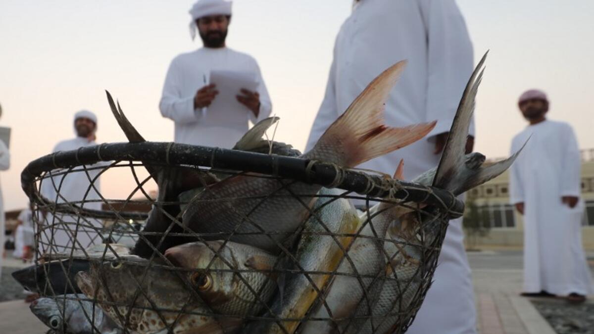 Emiratis stand by fish caught in the crescent fishing contest thread during the Dalma Sailing Festival. (KARIM SAHIB / AFP)