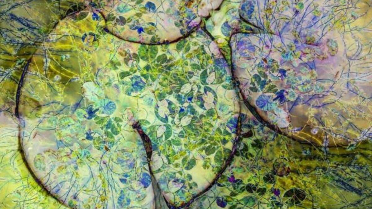 فازت كاثرين بولدوك بجائزة الفئة التجريدية في المسابقة عن هذه الصورة التي تظهر نباتات الزنبق.