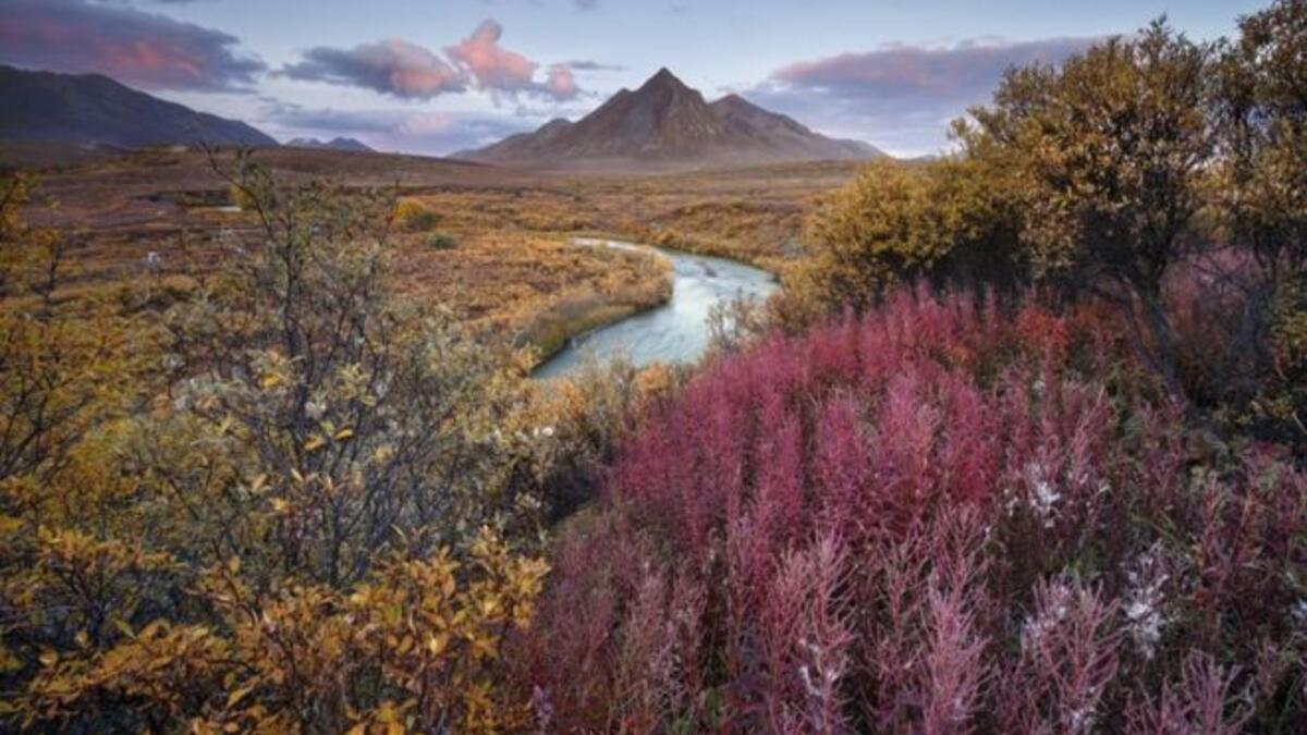 التقطت أندريا بورزي هذه الصورة التي فازت بالمركز الأول في فئة "الفضاء النابض بالحياة" في المسابقة، وهي لمنظر طبيعي في متنزه تومبستون تيريتوريال بإقليم يوكون في كندا.