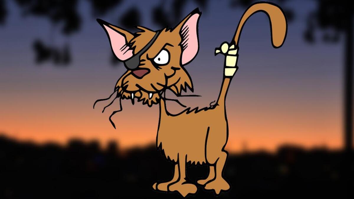 The feral cat gangs are the real residents of Amman... they’re just letting humans live in their city too.