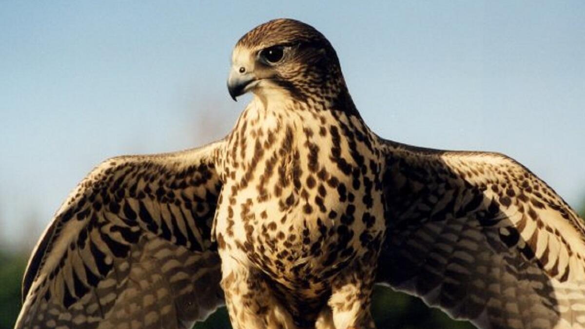 أسماء أخرى: هناك من أسماء أدوات التجسس الوارد ذكرها في التسريبات ما يحمل إشارة أوضح للعدوانية، مثل أسماء الطيور الجارحة، هناك أسماء النسر الأصلع، والعقاب المخادع، وطائر الباشق.