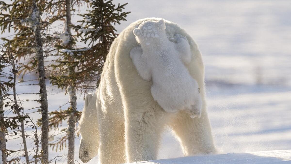 أشاد الحكام بالمصورة "ديزي جيلارديني" لالتقاطها صورة شبل دب قطبي يتسلق على ظهر والدته في مانيتوبا، كندا.