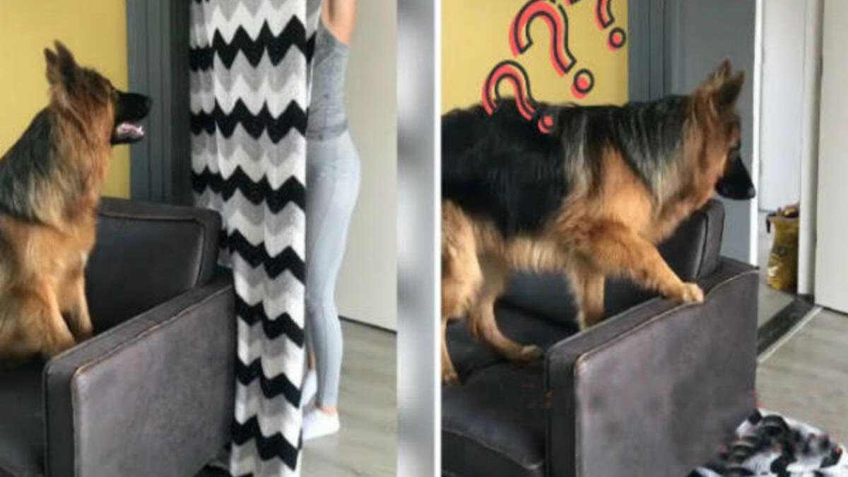 تقوم فكرة تحدي What The Fluff على أن يدعي الشخص أمام حيوانه الأليف بأنه اختفى خلف البطانية، ما يجعل الحيوان الأليف حائرًا.