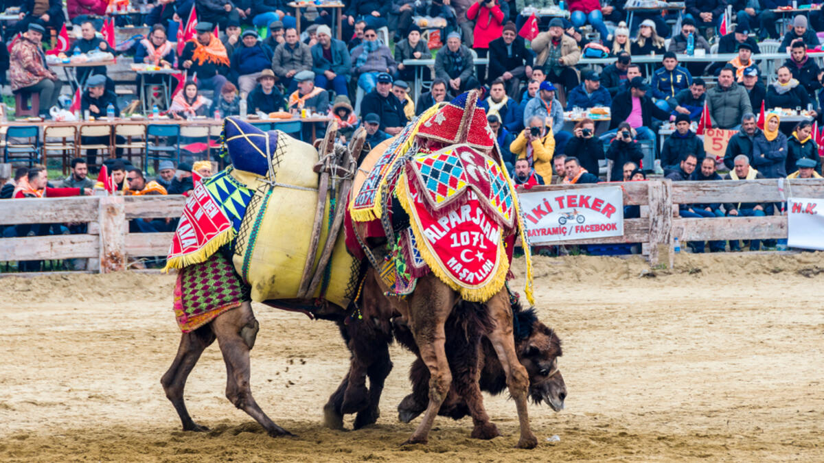 People are watching camel wrestling in Selcuk Arena. Camel wrestling is populer attraction in Aegean part of Turkey. 
(Shutterstock/ File Photo)