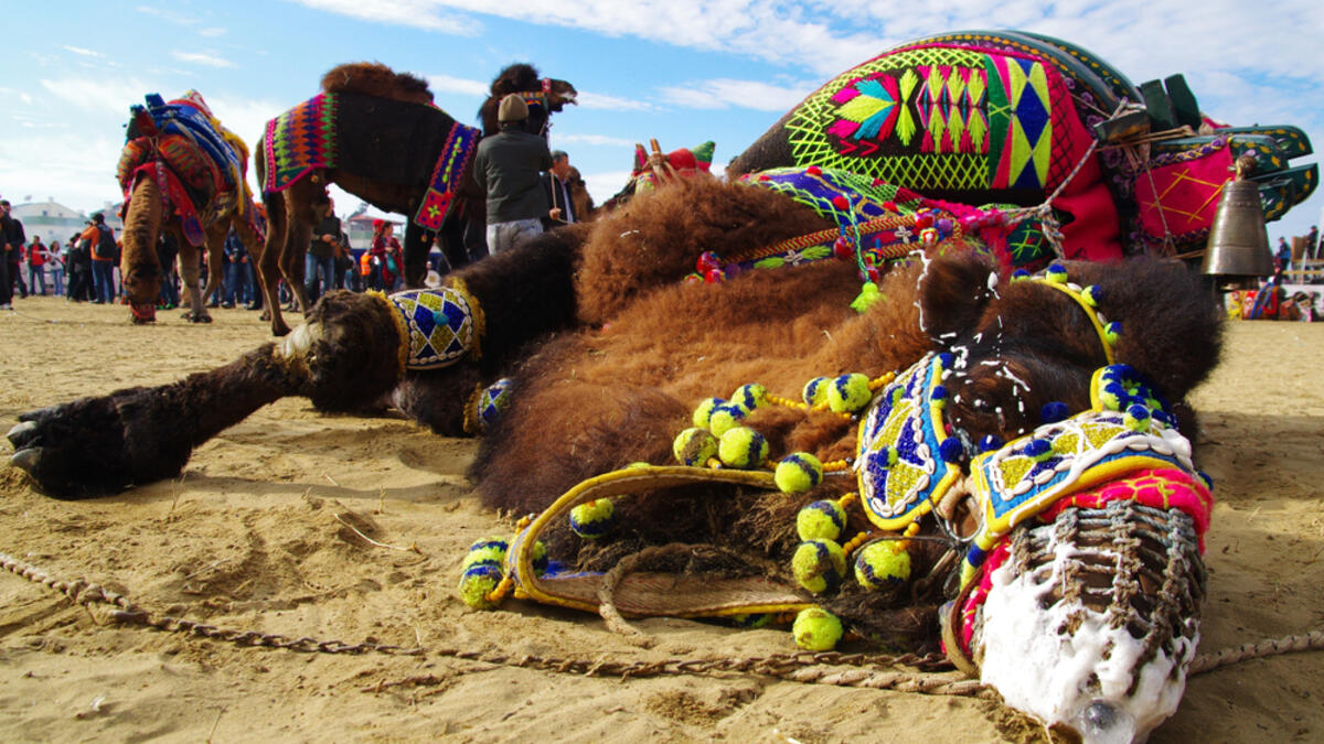 A defeated camel at wrestling camel carnaval.
(Shutterstock/ File Photo)