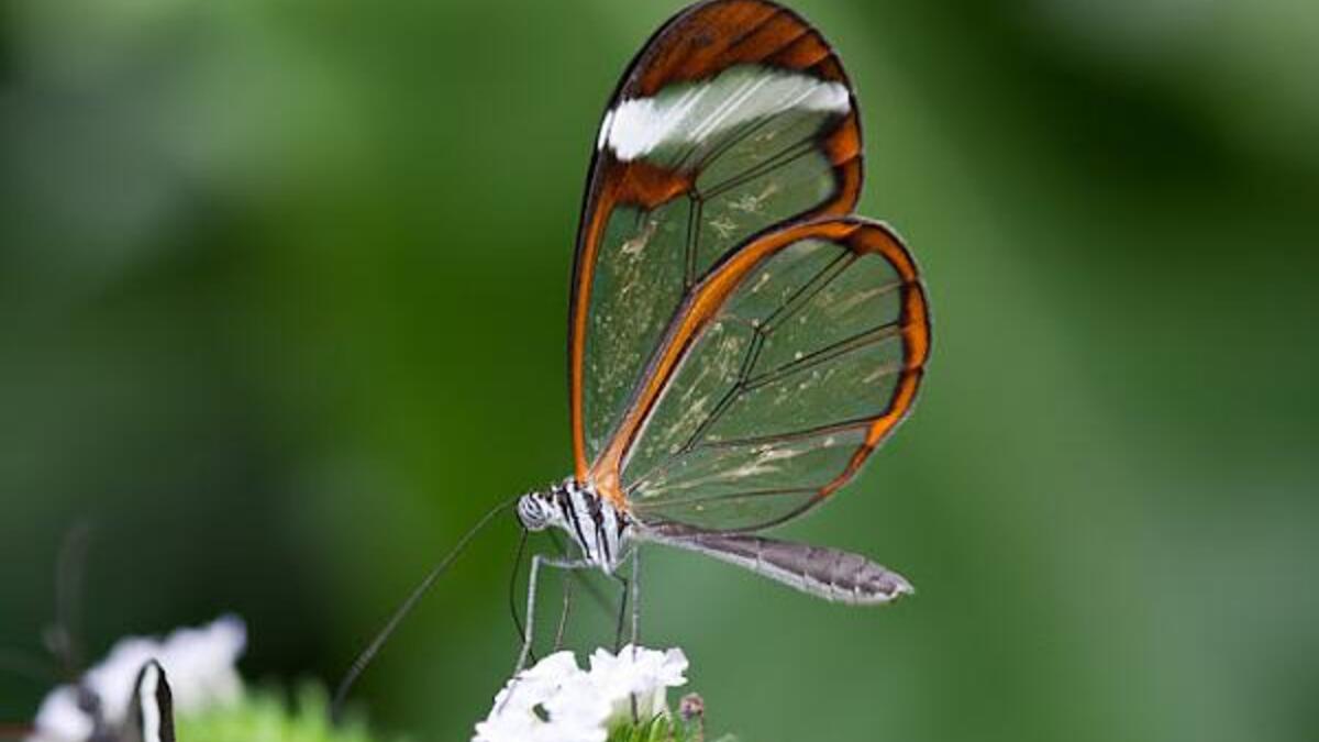 في مصر صيدلانية، محبة للعلم، عندما قررت الزواج بأستاذ في الكلية كان مهرها فراشة نادرة حية استوردها من الخارج، ودفع ثمنها آلاف الدولارات؛ لتتمكن من اتمام رسالتها  في علم الحشرات وحافظت على الحشرة؛ لغلو ثمنها وندرتها، وكانت المفاجأة أن الفراشة هربت.