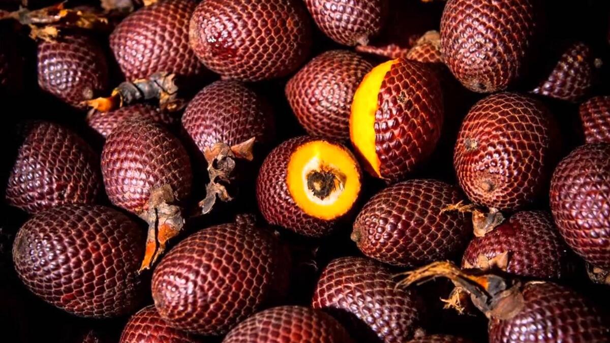 فاكهة الإغواجي: تشبه قشورها فاكهة الأفعى، تزرع بالقرب من الأمازون، غنية بالأستروجين النباتي، إنها مصدر ممتاز للفيتامينات A و C ، كما يستخدم لبها أحيانا في علاج الحروق