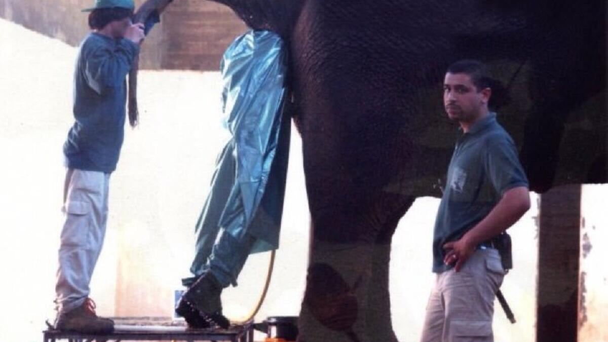 تخصيب الفيل صناعيًا: تقضي مهمة الموظف هنا إفراغ أمعاء الفيل أولًا، باستخدام كامل ذراعه أو نصف جسمه.