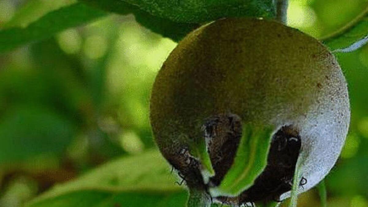 فاكهة المدلار: هذه الفاكهة منتشرة كثيرا في بعض مناطق أوروبا المعتدلة، لونها يميل إلى البني في بعض الأحيان، ما يميز هذه الفاكهة عن غيرها أنها تنضج في عدة أسابيع