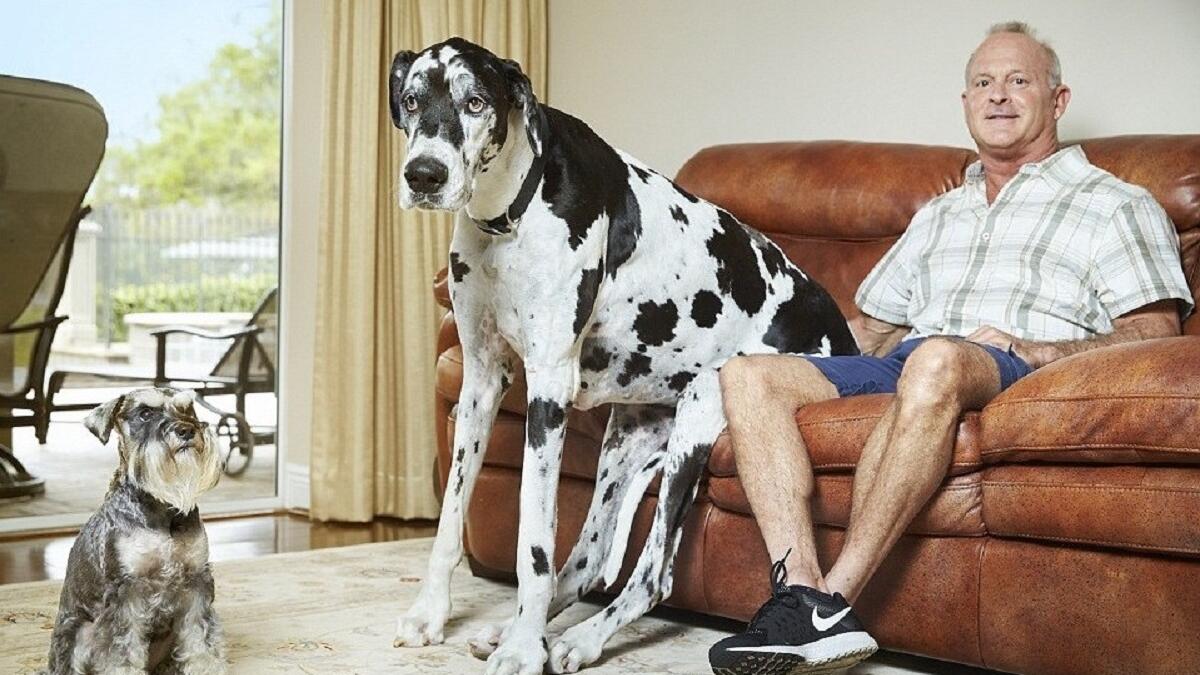 فلوريدا: أطول كلبة في العالم حيث يبلغ طولها 37.96 انش