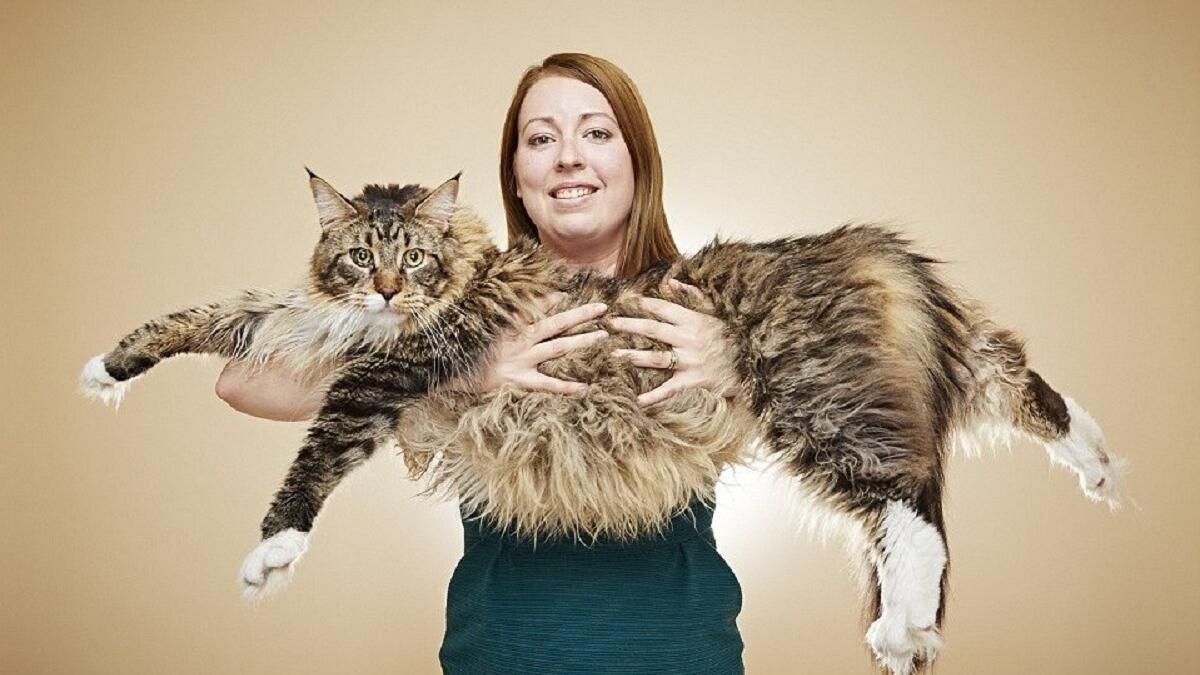 أضخم قط ماين كون في العالم ويقال انه مزج سلالتي القطط المنزلية الأمريكية والأنغورا في مقاطعة ماين.