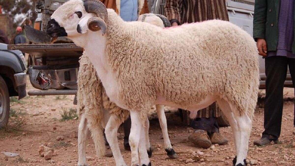 ذبح الأضاحي وهي الأهم والأبرز في هذه الأيام يجبر الله خاطر الفقراء بفرض الذبح على الأغنياء حتى يأكل الفقراء اللحوم التي تعد هي أغلى الأطعمة الموجودة هذه الأيام بحيث يتناولونها ولو مرة في السنة.