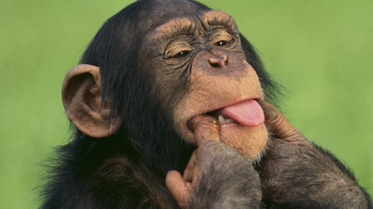 القرود: تعيش القرود في جماعات تعاونية وتحالفات للحصول على الطعام، فإن وجد القرد المستضعف في القبيلة بيضة أحد الزواحف يقوم بإعطاء أصوات تحذيرية كاذبة من خطر يقترب ليختلي في البيضة لوحده.