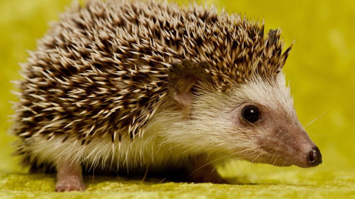 القنفذ: من الحيوانات التي تأكل كثيرًا حتى يزيد وزنها بشكل ملحوظ وقبل مواسم الهجرة يدخل في مرحلة الصيام لمدة شهر ليحافظ على وزنه.