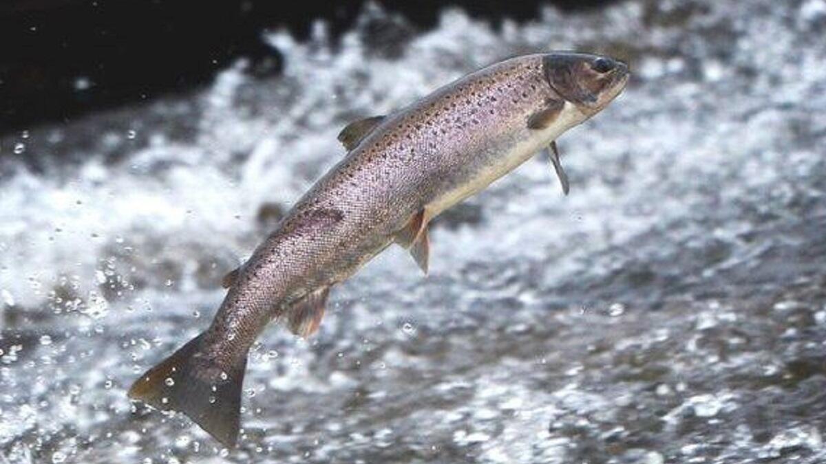 سمك السلمون: يسافر 1600 كيلو متر في رحلة عودته إلى موطنه الأصلي ليقوم بعملية الإباضة، وفي هذه الفترة يصوم، لكي لا يثقل ويبقى رشيقًا وخفيف الوزن ليسهل عليه السفر والهرب من أعدائه المتربصين به طوال فترة سفره.