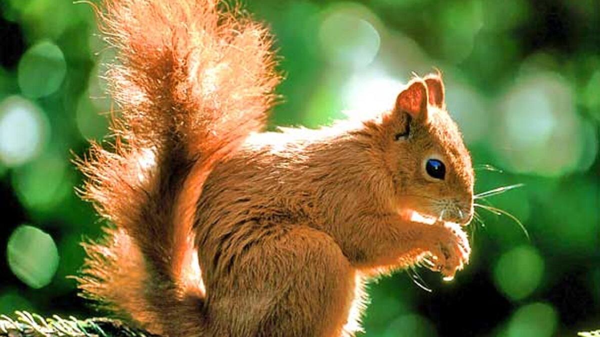 السناجب: تدخل في سبات مدته 8 شهور وتستمر هذه الفترة بالصيام حتى عودة فصل الصيف، وتستمد الطاقة من الأكل المخزن داخل جسدها.