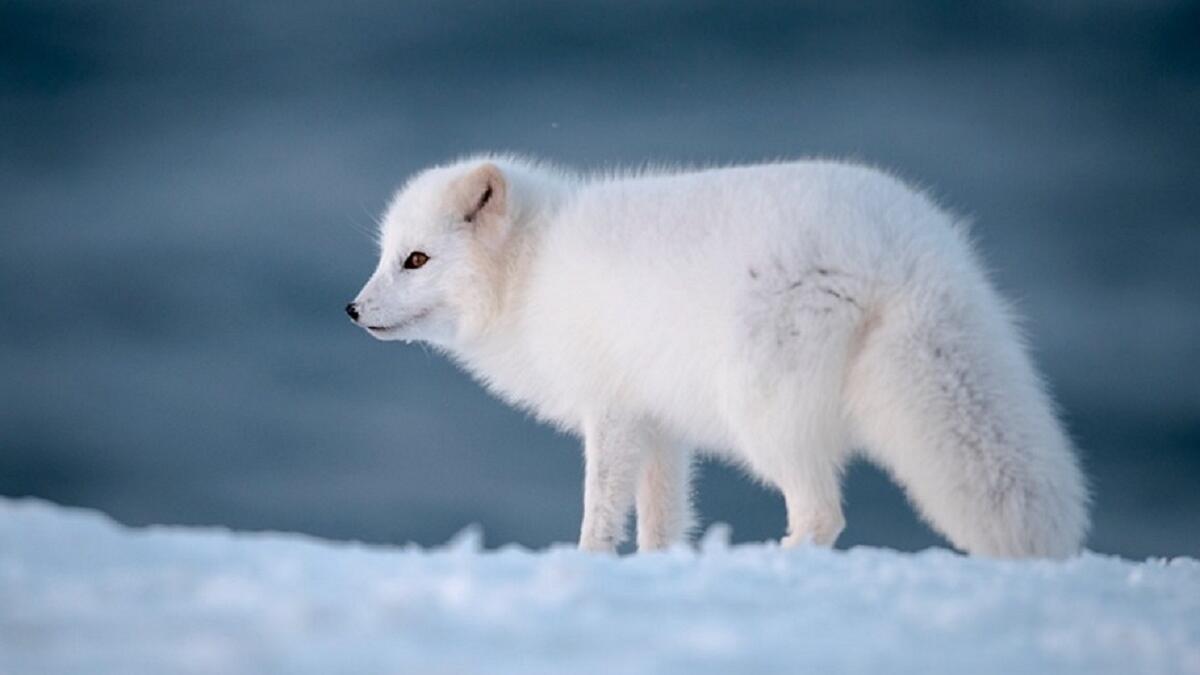 الثعلب القطبي: يغير لون فرائه حسب الفصل، ففي الشتاء يصبح لونه أبيض بلون الثلج، بينما في الصيف يعود لألوانه الطبيعية كباقي الثعالب، ويقول العلماء إن هذا الثعلب وغيره من الحيوانات مزودة بأجهزة معقدة تنتج الهرمونات اللازمة لتغيير لون الفراء حسب الحاجة.