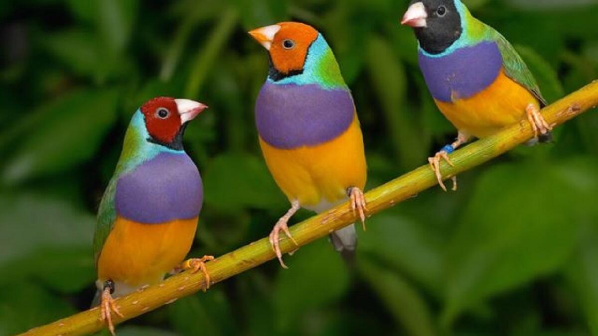 طيور الزينة: نلاحظ عندما تنقلها من قفص إلى قفص آخر جديد فإنه يبدأ مباشرة بالصيام، لتغير المكان عليه ولحزنه على قفصه وبيته القديم ومع الوقت يبدأ الطير بالتغريد ويوقف الصيام