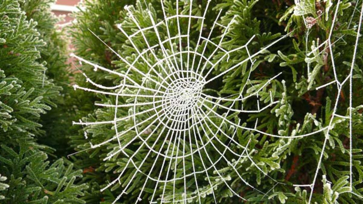 أوكرانيا: يتم استخدام شبكات العنكبوت لتزين الشجرة، ويعود هذا التقليد الى حكاية شعبية عن أرملة فقيرة لم تتمكن من تزيين شجرة الميلاد لأطفالها، لتقوم العناكب بتزيينها بواسطة خيوطها لإسعاد العائلة الفقيرة.