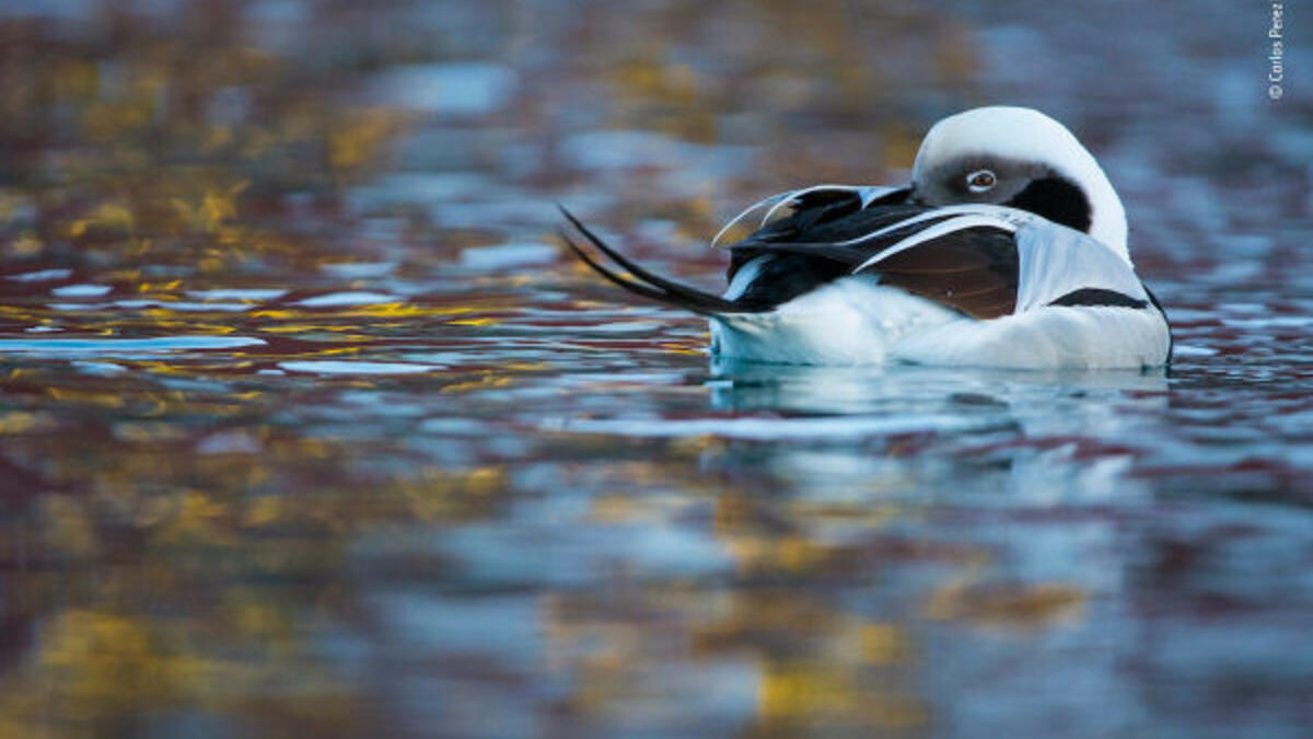 جائزة الفئة العمرية بين 11-14 سنة: بطة الأحلام - للمصور "كارلوس بيريز نافال" من إسبانيا.