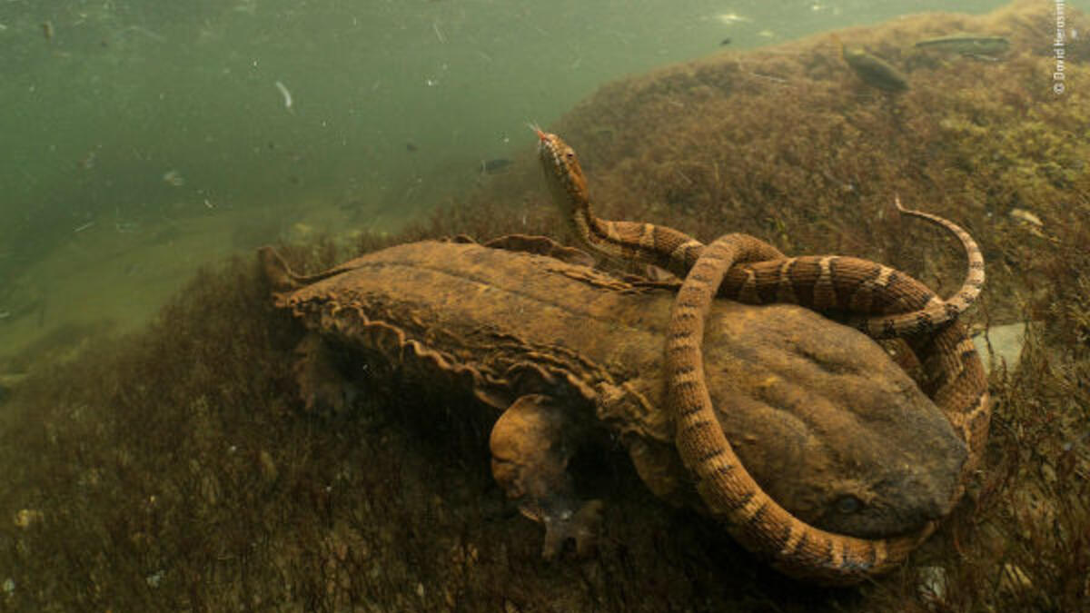 فئة سلوكيات البرمئيات والزواحف: ثعبان الماء – للمصور  "ديفيد هيراسمتشك" من الولايات المتحدة الأمريكية.