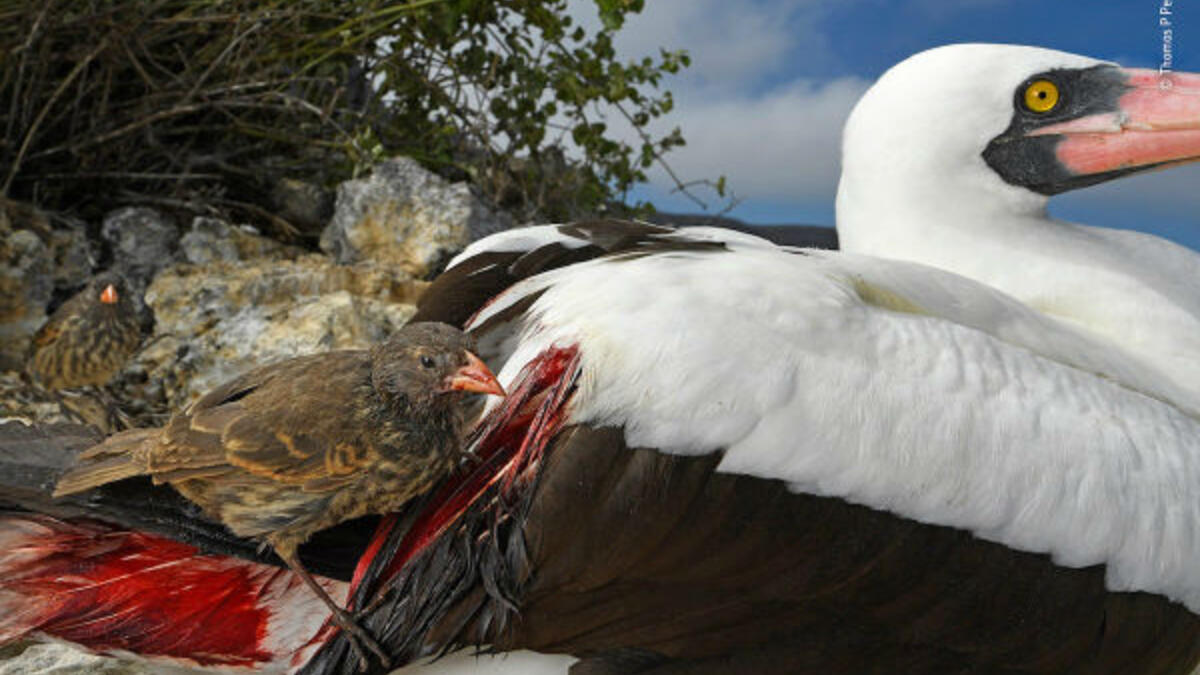 فئة سلوكيات الطيور: العطش بالدم - للمصور "توماس بيشاك" من (ألمانيا / جنوب أفريقيا).