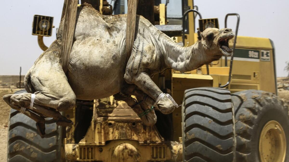 A mobile crane lifts a camel to be loaded into a waiting truck headed to the border with Egypt where the animal was meant to be sold, at El-Molih camel market west of the Sudanese capital's twin city of Omdurman ASHRAF SHAZLY / AFP