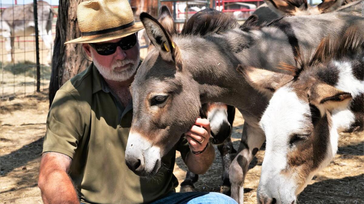 مارك مايرز: منذ عام 2005 وحتى الآن استطاع إنقاذ نحو 13 ألف حمار من سوء المعاملة، ويمتلكان ملاجئ خاصة للحمير في عدة ولايات أميركية، تحمل اسم "Peaceful Valley Donkey Rescue".