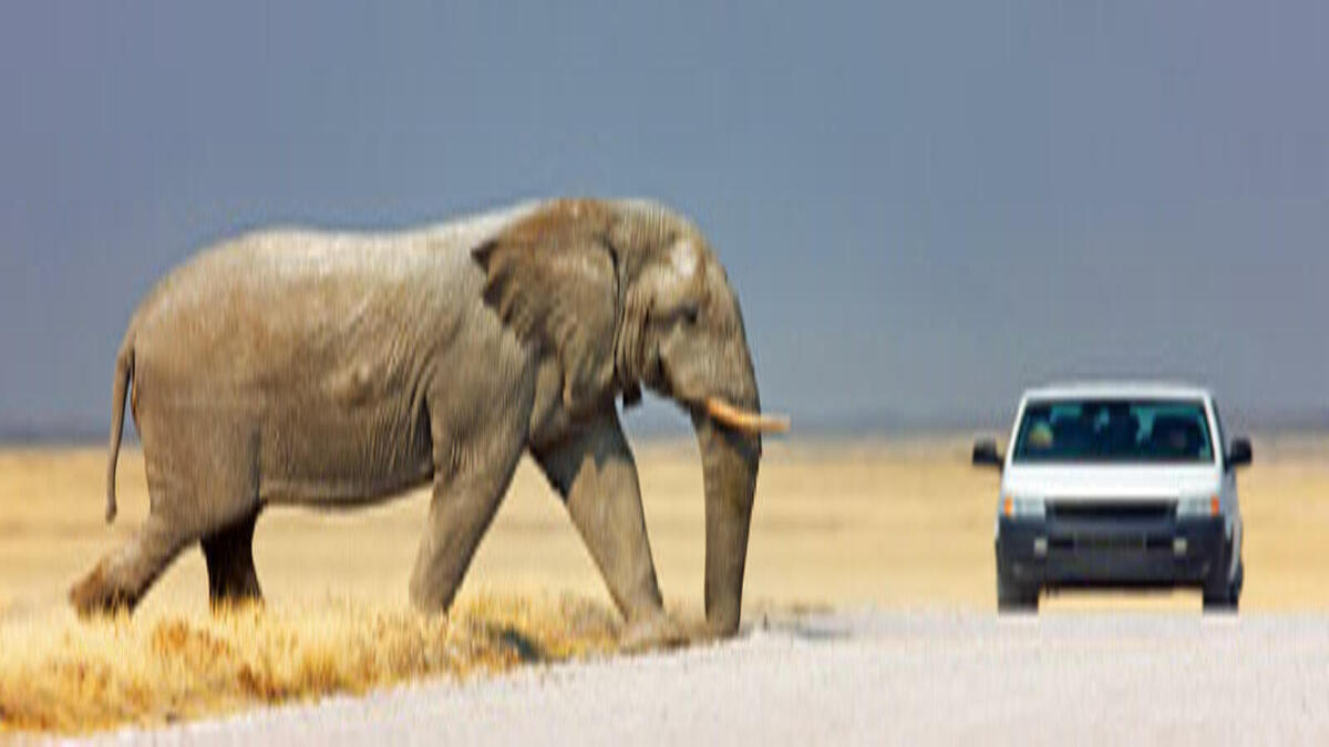 الحيوانات والسيارات: الحيوانات والسيارات متساوية في قانون المرور في جنوب أفريقيا، لذلك لا يجب على السائق أن يفكر في الاصطدام أو عدم احترام سير حيوان في الشارع، وإلاّ تعرّض لمخالفة.