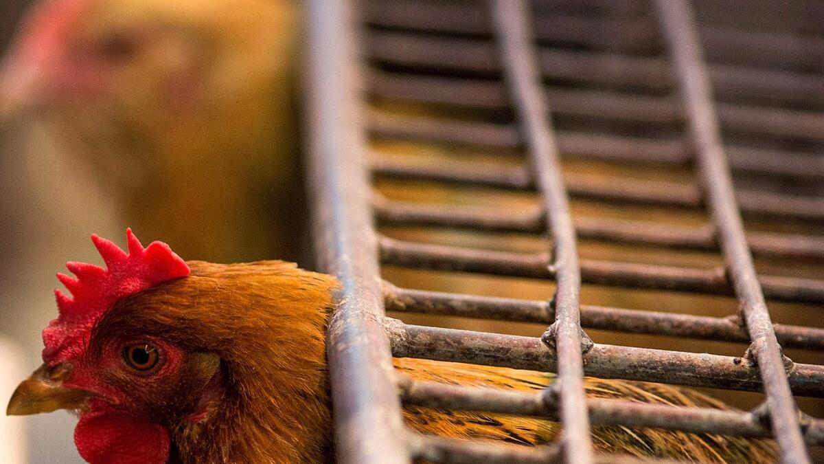 إنفلونزا الطيور: قد تم تحديد أكثر من اثني عشر نوعًا من أنواع إنفلونزا الطيور، بما في ذلك السلالتين اللتين أصيب بهما البشر مؤخرًا — H5N1 وH7N9. عندما تصيب إنفلونزا الطيور البشر، قد تكون مميتة.