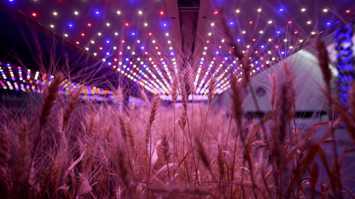 This picture shows crops at "Mars Base 1", a C-Space Project, in the Gobi desert, some 40 kilometres from Jinchang in China's northwest Gansu province on April 17, 2019. WANG ZHAO / AFP