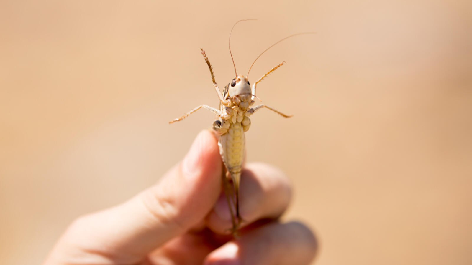Iran S Army Prepare To Fight The Locusts In The Country Al Bawaba