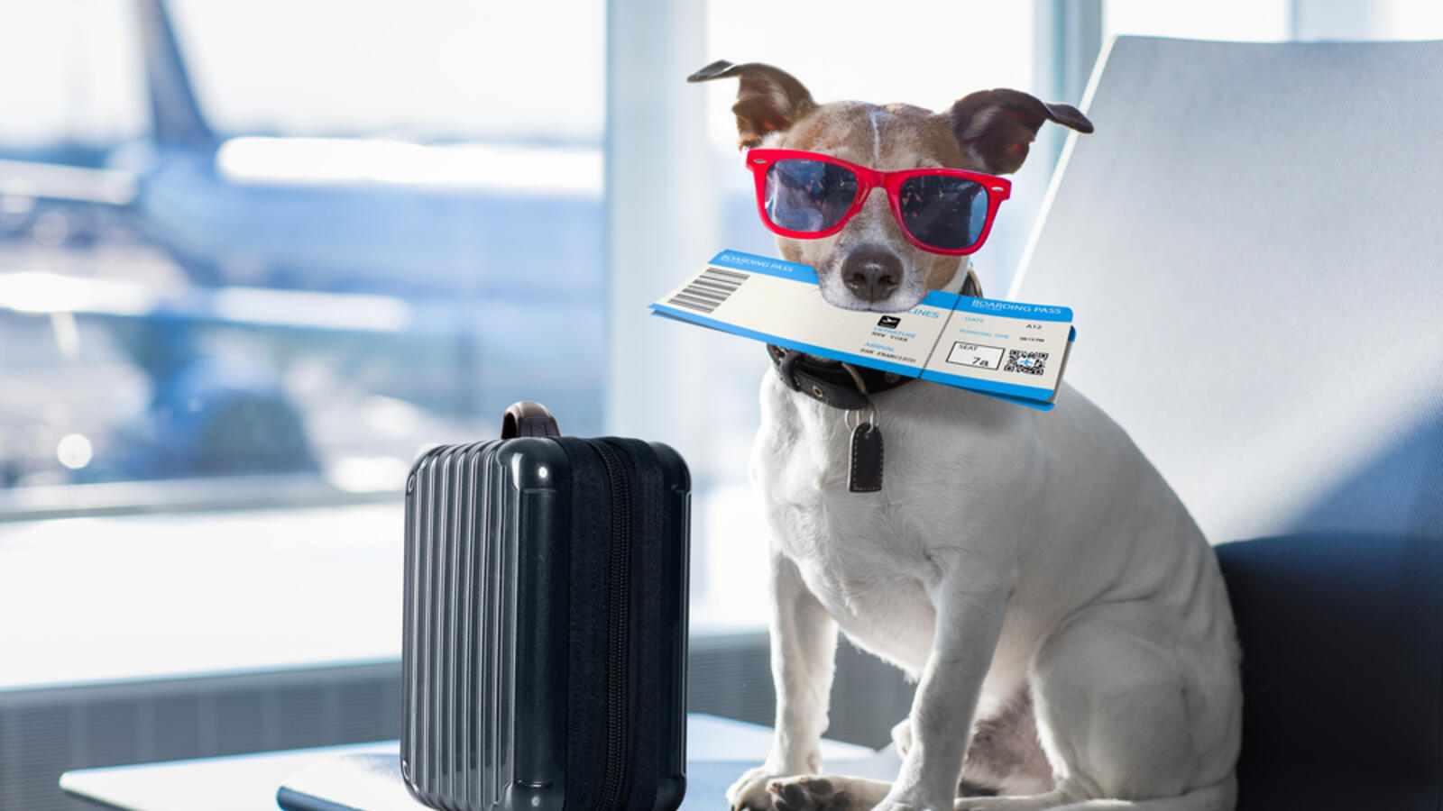 Delta Airlines Bans Emotional Support Animals In Cabins Al Bawaba