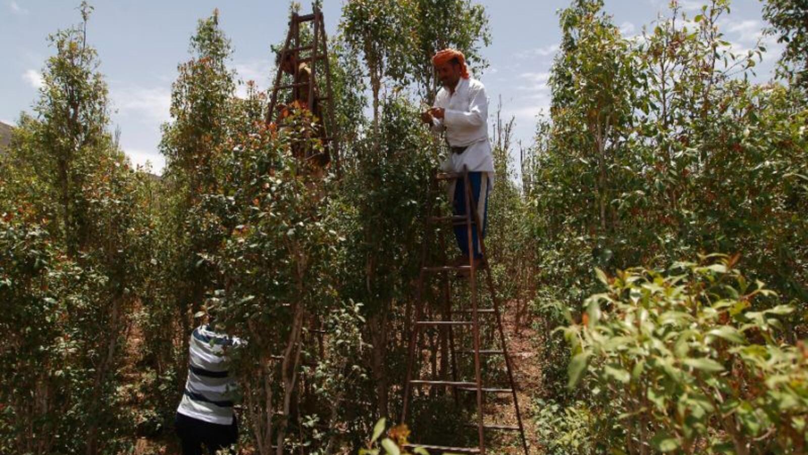 Yemen’s own catnip ‘Qat’ a huge burden on already starving