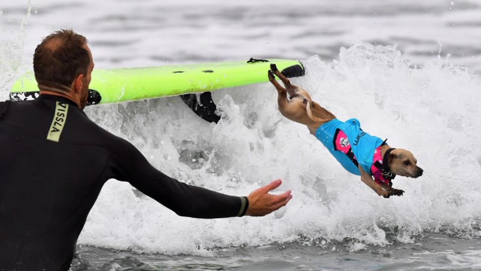 Dog Surfing in California, Enjoy! Al Bawaba