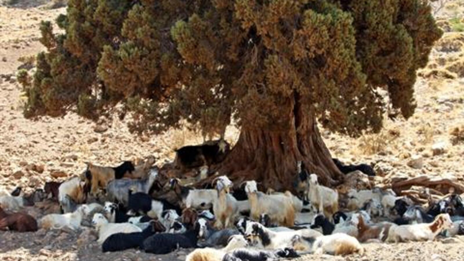 Saving Lebanon's juniper trees Al Bawaba