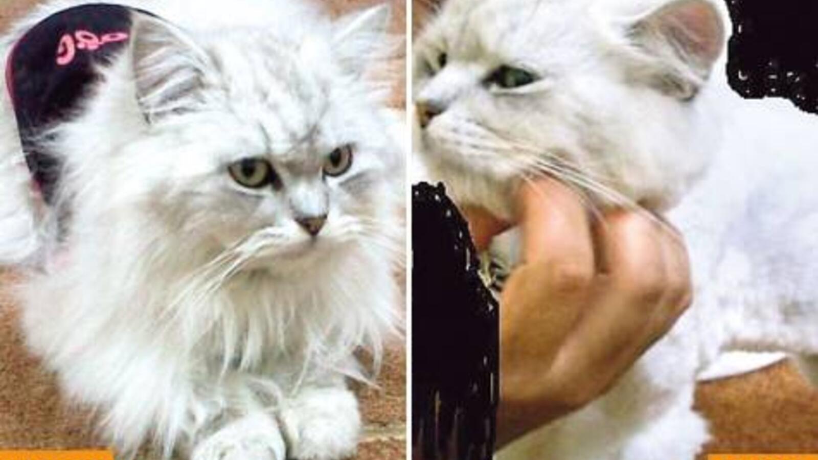 Close Shave For Cat S Expensive Haircut Leaves Pet Owner Fuming