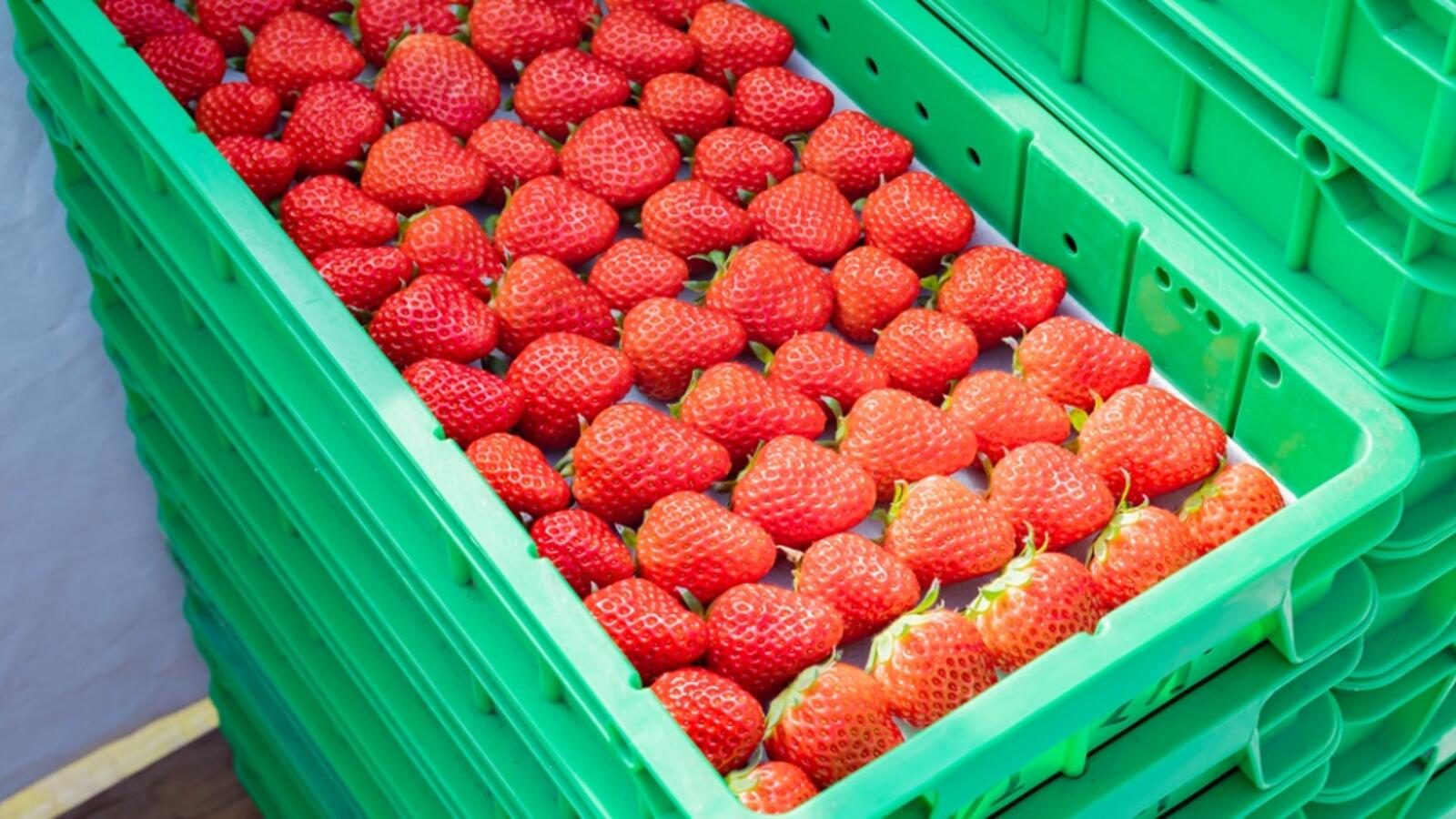 Gaza Exports First Ever Shipment of Strawberries to UK Al Bawaba