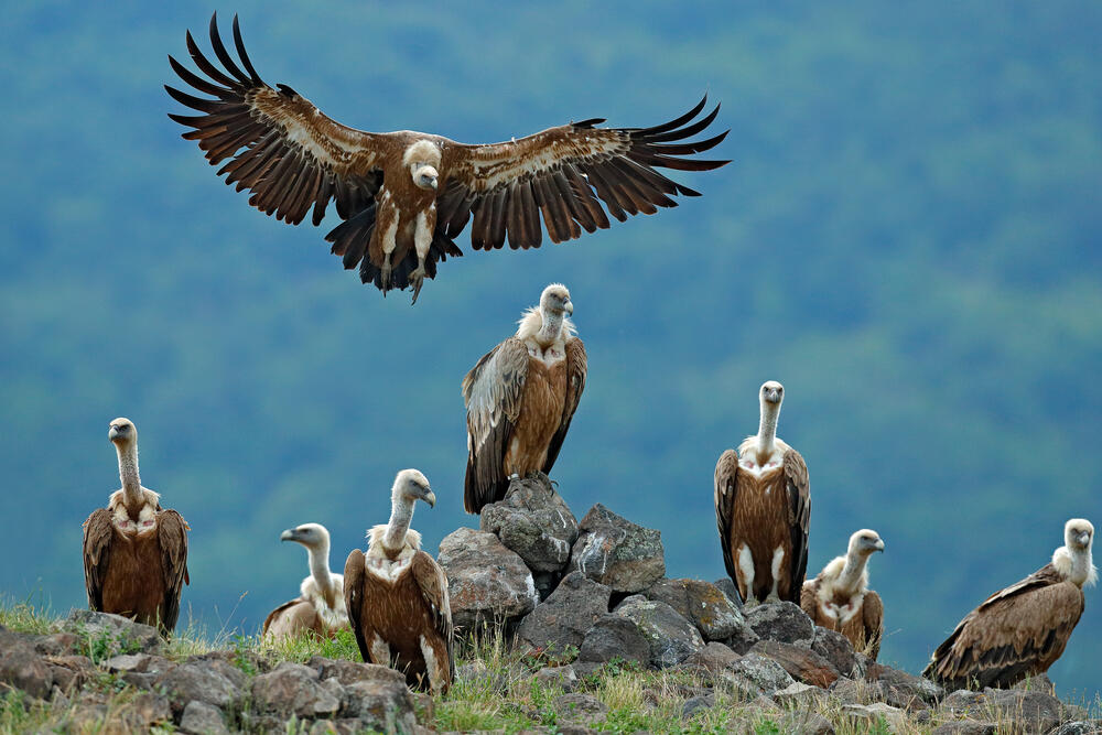 Turkey Moves an Endangered and 'Tired' Vulture to Serbia Al Bawaba