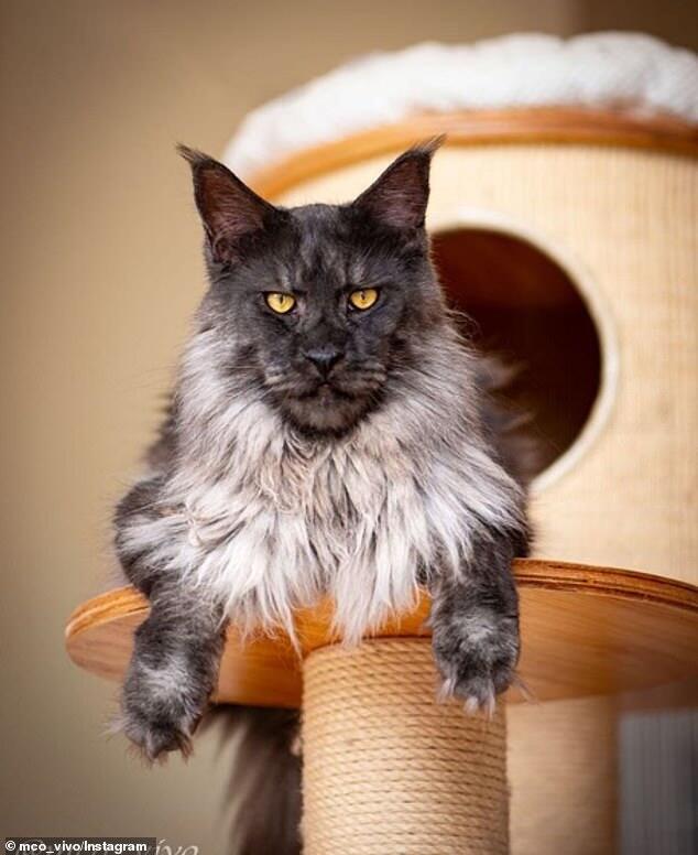 Majestic Cat Gets 1000s of Followers for its Lionlike Face Al Bawaba