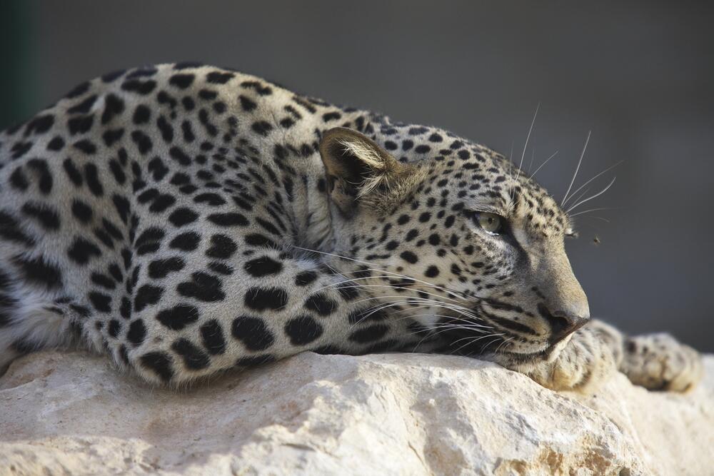 Saudi Crusade Aims to Save Arabian Leopards From Extinction | Al Bawaba
