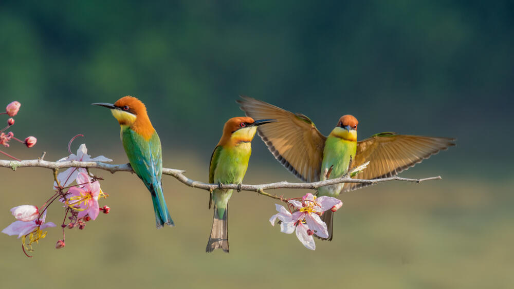 Saudi Arabia Aims to Raise Awareness on Protecting Rare Birds | Al Bawaba