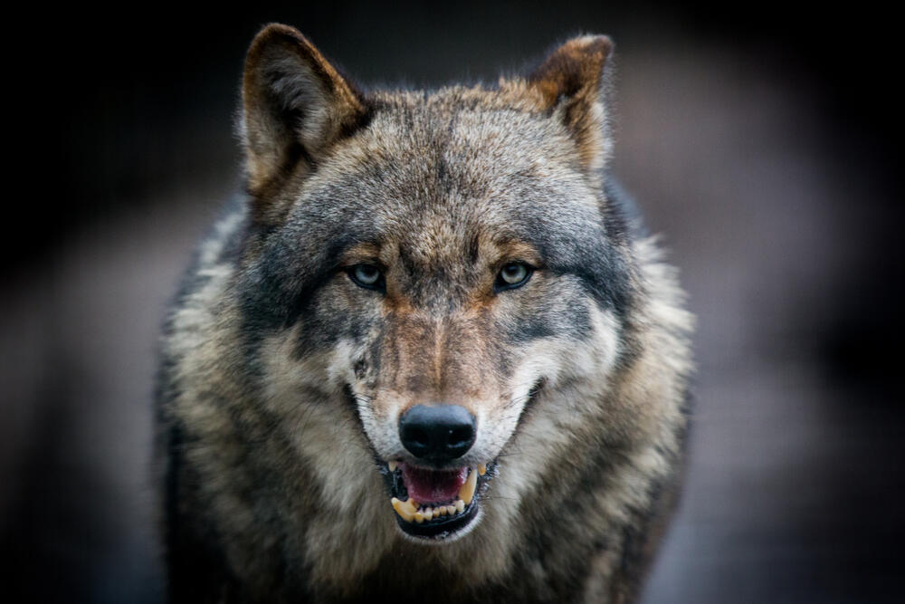 Out of Jungle Book: Saudi Man Keeps Seven Wolves as Family Pets | Al Bawaba