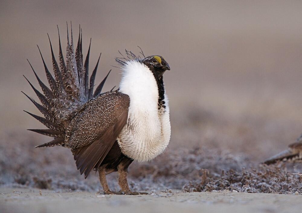 America's Greater Sage Grouse Could be Heading to The Endangered