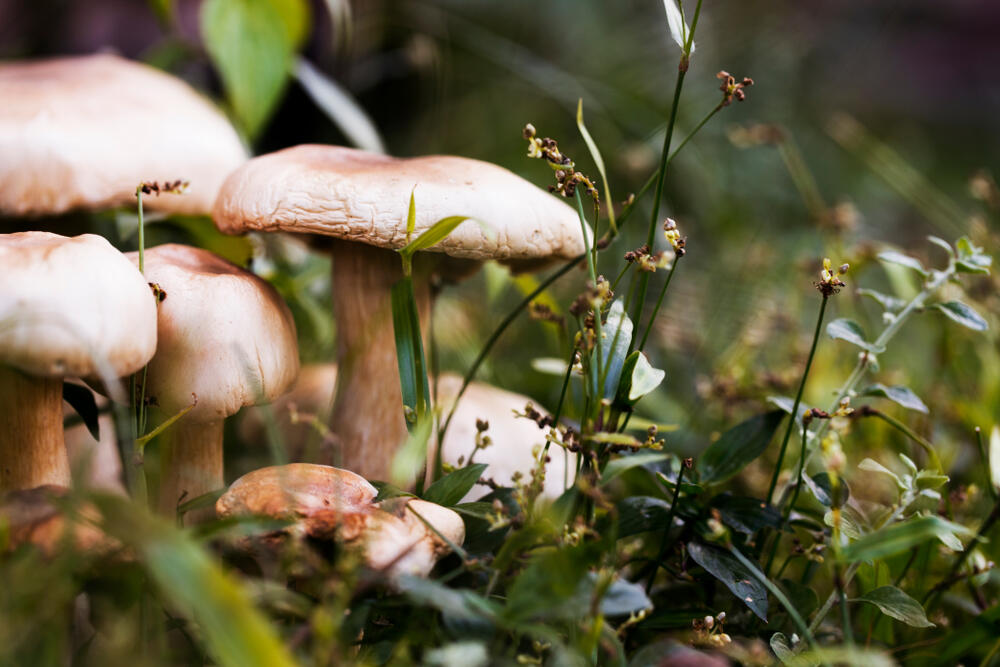 Can Mushrooms Help in Fighting Climate Change? Al Bawaba