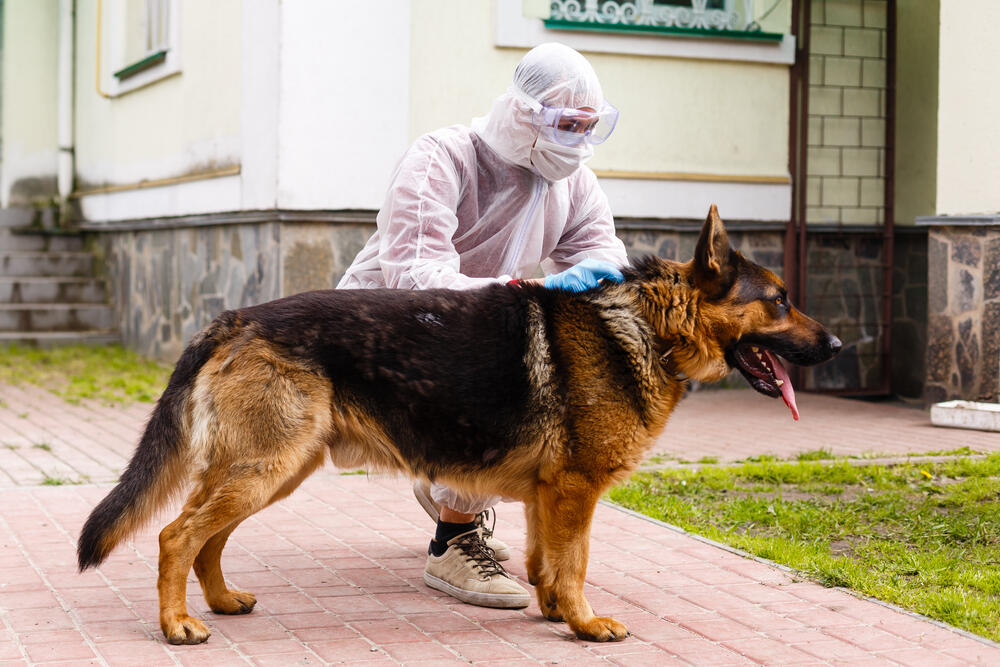 Can Sniffer Dogs Detect The Coronavirus in Humans? Al Bawaba