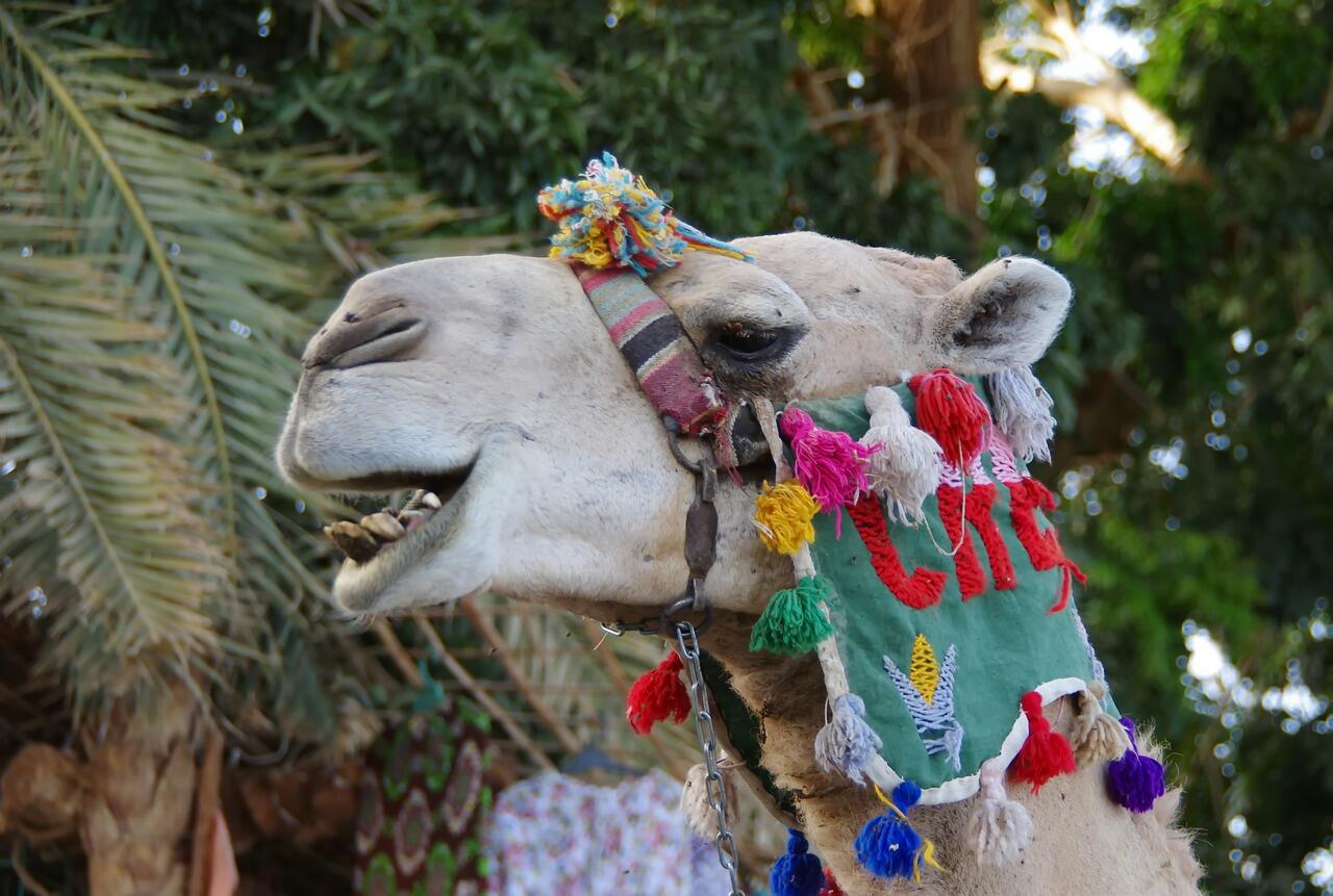 UN Designates 2024 As The International Year Of The Camelids Al Bawaba UN Designates 2024 As The International Year Of The Camelids Al Bawaba