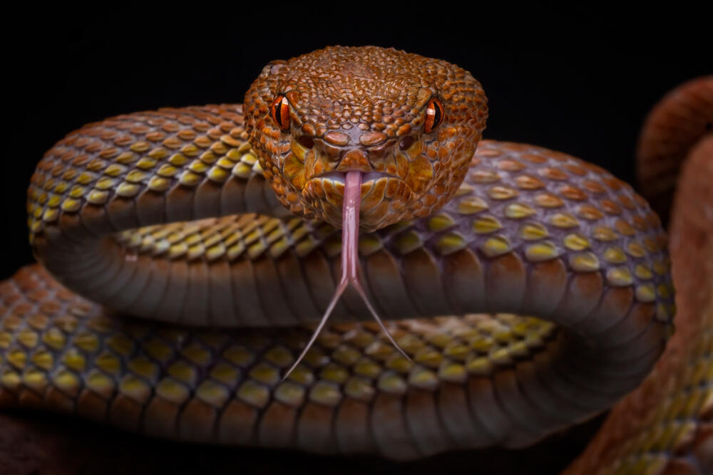 Can Humans Instinctively Tell if a Snake is Venomous? Al