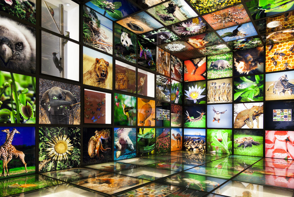 Biodiversity Is Destroyed By Us At An Unprecedented Rate Wildlife