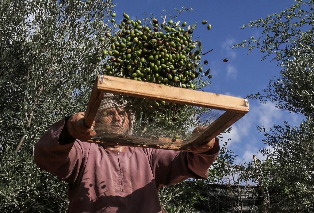 The Olive Oil Harvest Season Begins in Palestine Al Bawaba